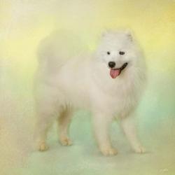 Samoyed In Spring | Obraz na stenu