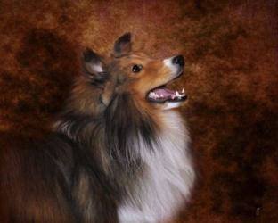 Shetland Sheepdog | Obraz na stenu