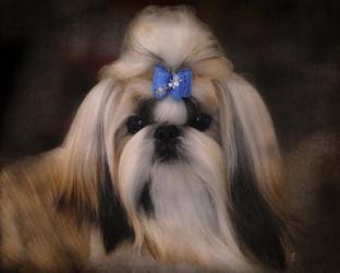 Shih Tzu With Blue Bow | Obraz na stenu