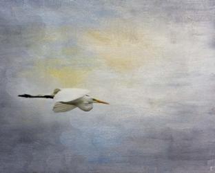 Silent Flight Great White Egret | Obraz na stenu