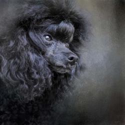 Snack Spotter Toy Black Poodle | Obraz na stenu