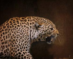 Snarling Leopard | Obraz na stenu