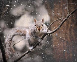 Snow Day Squirrel | Obraz na stenu