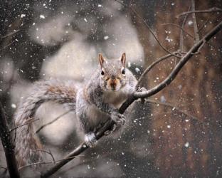 Snow Day Squirrel | Obraz na stenu