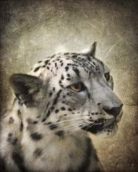 Snow Leopard Portrait | Obraz na stenu