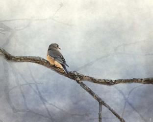 Solitude Bluebird | Obraz na stenu