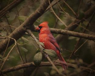 Song Of The Red Bird 1 | Obraz na stenu