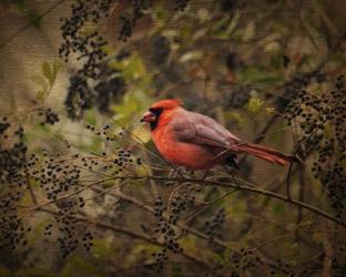 Song Of The Red Bird 2 | Obraz na stenu