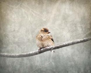 Sparrow Braving The Cold | Obraz na stenu