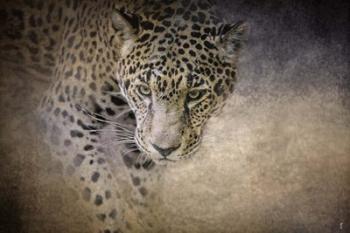 Stalking Her Prey Leopard | Obraz na stenu