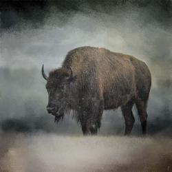 Stormy Day Buffalo | Obraz na stenu