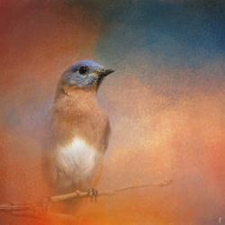 Summer Day Bluebird | Obraz na stenu