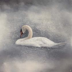 Swan Storm | Obraz na stenu