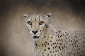 The Cheetah | Obraz na stenu