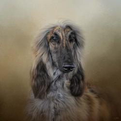 The Elegant Afghan Hound | Obraz na stenu