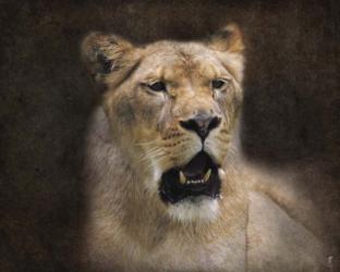 The Lioness Portrait | Obraz na stenu