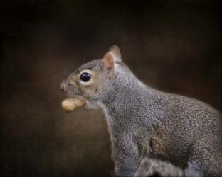 The Nut Collector Squirrel | Obraz na stenu