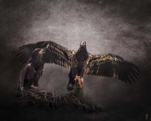 The Protector Juvenile Bald Eagles | Obraz na stenu