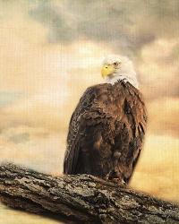 The Queen At Rest Bald Eagle | Obraz na stenu