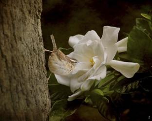 The Scent Of The Gardenia | Obraz na stenu