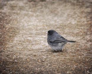 Tiny Junco In A Big World | Obraz na stenu