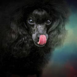 Treat Snatcher Toy Black Poodle | Obraz na stenu