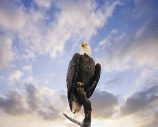 View From The Top Bald Eagle | Obraz na stenu