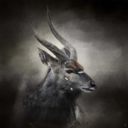 Waiting For The Storm Nyala Buck | Obraz na stenu