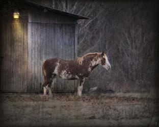 Waiting For Winter Horse | Obraz na stenu