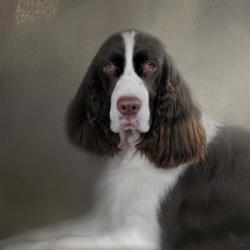 Waiting Patiently English Springer Spaniel | Obraz na stenu