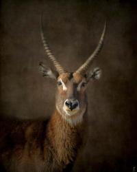 Waterbuck Antelope | Obraz na stenu