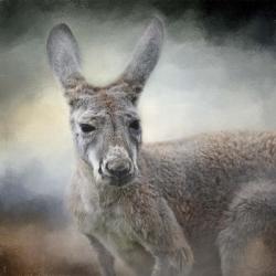 Western Grey Kangaroo | Obraz na stenu