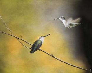 Whisper of Your Wings Hummingbirds | Obraz na stenu