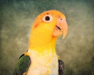 White Bellied Caique Portrait | Obraz na stenu