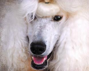 White Standard Poodle Portrait | Obraz na stenu