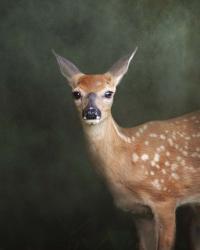 White Tailed Fawn Portrait | Obraz na stenu