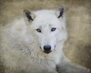 White Wolf Portrait | Obraz na stenu
