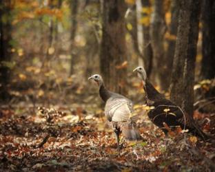 Wild Turkey In The Woods | Obraz na stenu