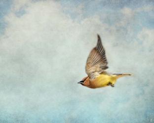 Winter Flight Cedar Waxwing | Obraz na stenu