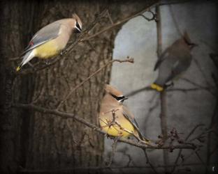 Winter Visitors Cedar Waxwings | Obraz na stenu