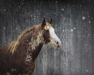 Winters Arrival Horse | Obraz na stenu