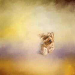 Yorkie Running Into The Wind | Obraz na stenu