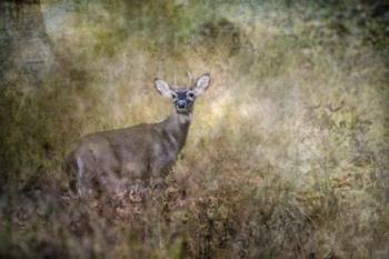 Young Buck | Obraz na stenu