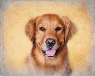 Young Golden Retriever Portrait | Obraz na stenu