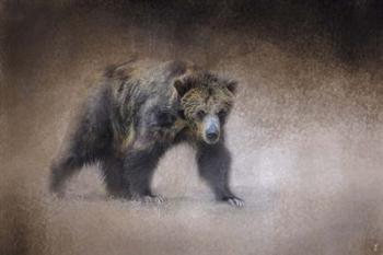Young Grizzly Bear | Obraz na stenu