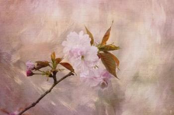 Cherry Blossom | Obraz na stenu