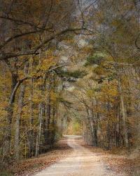Chickasaw Forest In Autumn 2 | Obraz na stenu