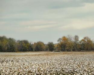 Cotton Field In Autumn | Obraz na stenu