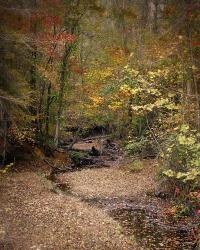 Creek Bed In Autumn | Obraz na stenu
