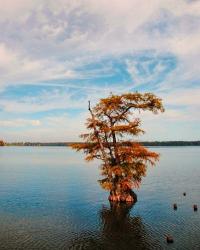 Cypress In Autumn 1 | Obraz na stenu